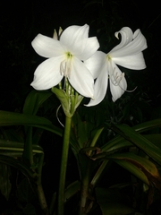 Crinum moorei