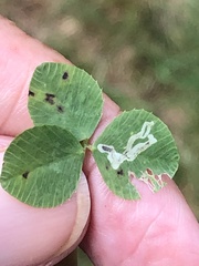 Liriomyza fricki