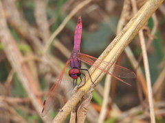 Trithemis annulata