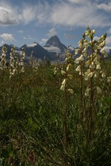 Pedicularis contorta
