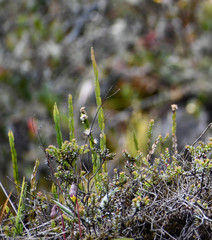 Baccharis genistelloides
