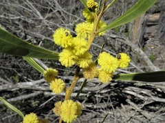 Acacia gladiiformis