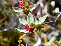 Gaultheria glomerata