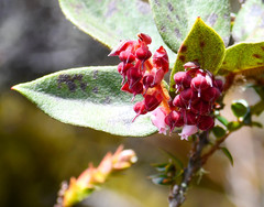 Gaultheria glomerata