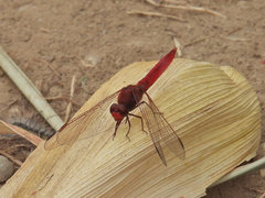 Crocothemis erythraea