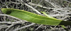 Acacia gladiiformis