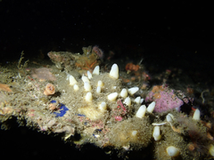 Polymastia pachymastia