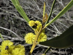 Acacia gladiiformis