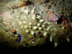 Polymastia pachymastia