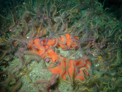 Acarnus erithacus