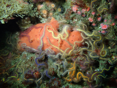 Dragmacidon mexicanum