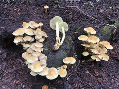 Hypholoma fasciculare