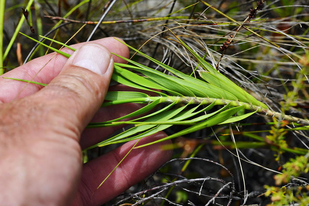 Pentameris obtusifolia