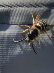 Dolichovespula albida