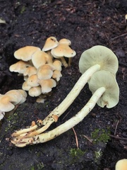 Hypholoma fasciculare