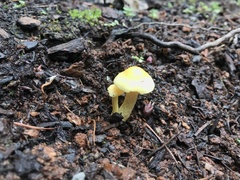 Hypholoma fasciculare