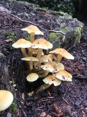 Hypholoma fasciculare