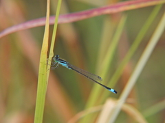 Ischnura elegans