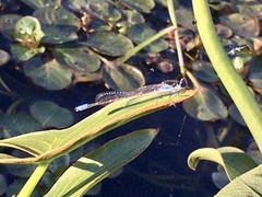 Cyanallagma bonariense