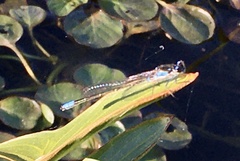 Cyanallagma bonariense