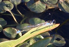 Cyanallagma bonariense