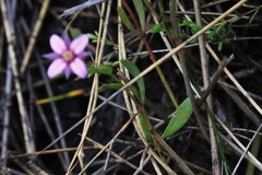 Boronia parviflora