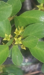 Rhamnus saxatilis
