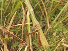 Sympetrum fonscolombii