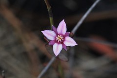 Boronia parviflora