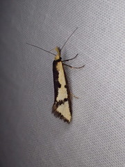 Diapatela semophanes