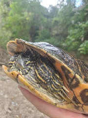 Pseudemys concinna concinna