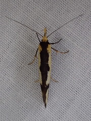 Diapatela semophanes