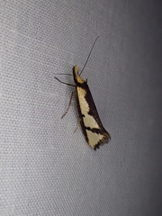 Diapatela semophanes