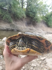 Pseudemys concinna concinna