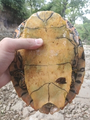 Pseudemys concinna concinna