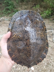 Pseudemys concinna concinna