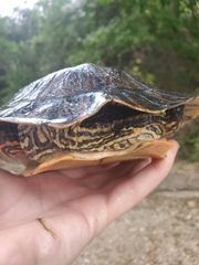 Pseudemys concinna concinna