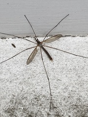 Tipula