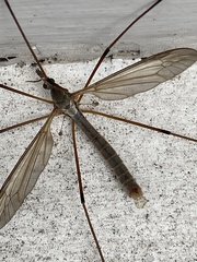 Tipula