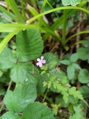 Geranium robertianum
