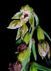 Epipactis leptochila