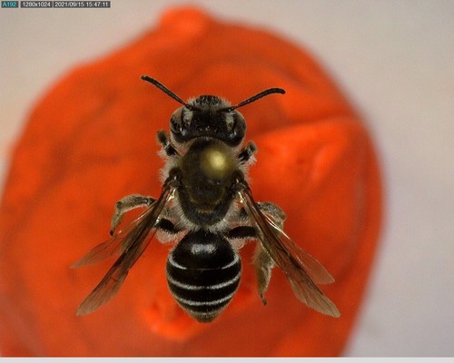 iNaturalist observation photo of Mining Bees