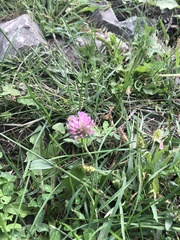 Trifolium pratense