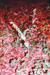 Epipactis leptochila