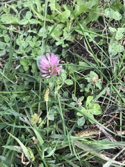 Trifolium pratense