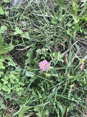 Trifolium pratense