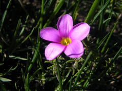 Oxalis hirta hirta