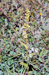 Epipactis dunensis