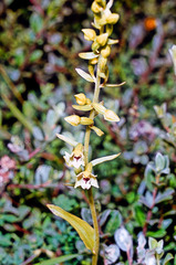 Epipactis dunensis