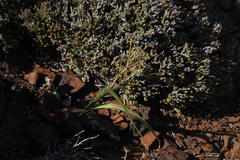 Moraea fenestrata